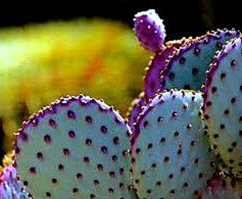 Opuntia Santa Rita Cactus, 10 seeds, purple pads, yellow flowers, magenta fruit, Opuntia violacea, drought tolerant, ornamental cactus image 1