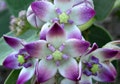 Calotropis procera, Milkweed Tree, Crown Flower, 10 seeds, butterfly magnet, fragrant lilac blooms, zones 9 to 11, USA grown, Monarch host