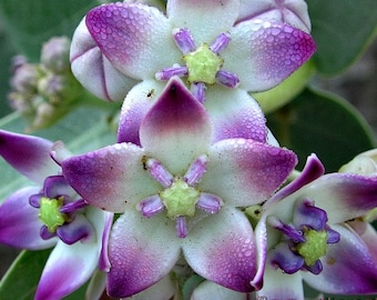 Calotropis procera, Milkweed Tree, Crown Flower, 10 seeds, butterfly magnet, fragrant lilac blooms, zones 9 to 11, USA grown, Monarch host