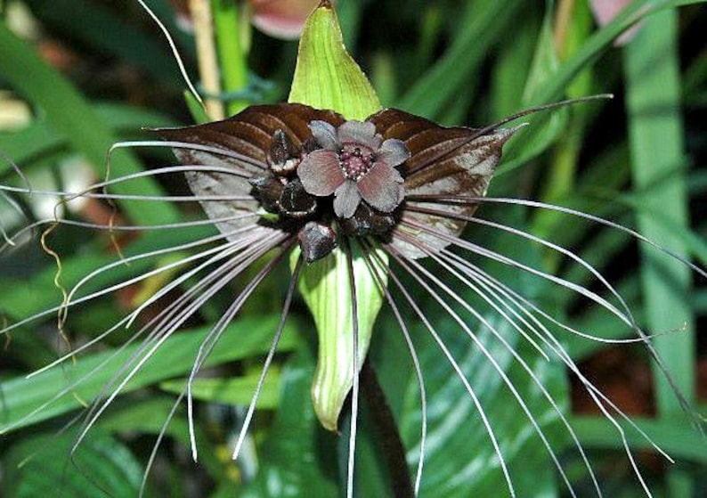 Tacca chantrieri, Black Bat Flower, 5 fresh seeds, tall black blossoms, tropical garden, zone 10 to 11, houseplant, greenhouse, goth garden image 5