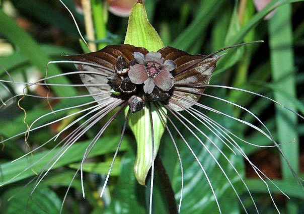 Tacca Chantrieri, Black Bat Flower, 5 Fresh Seeds, Tall Black
