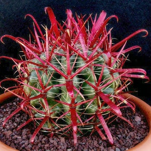 May include: A close-up of a green cactus with bright red spines. The cactus is in a terracotta pot with red gravel.