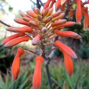 Coral Aloe, Aloe striata, 15 seeds, showy succulent, vivid winter blooms, drought tolerant, desert garden, or container plant, easy to grow image 4