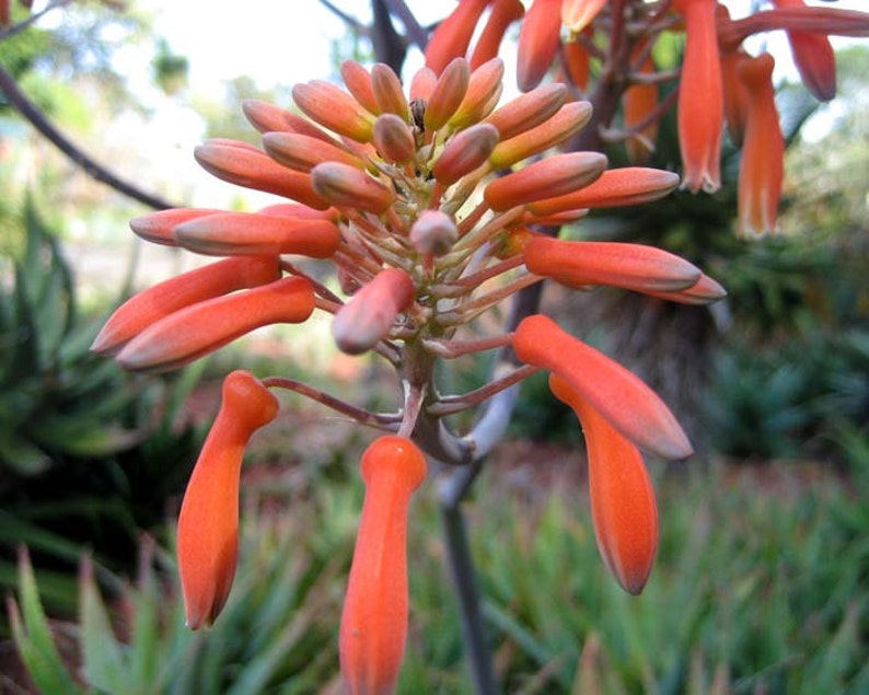 Coral Aloe, Aloe striata, 15 seeds, showy succulent, vivid winter blooms, drought tolerant, desert garden, or container plant, easy to grow image 4