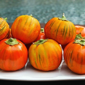 Brazilian Orange Eggplant, Solanum gilo, heirloom seeds, Red Eggplant, Turkish Eggplant, Jilo, great for grilling, showy container plant
