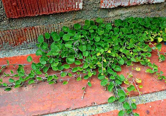 Dichondra Repens Ground Cover Seeds - 1,000 Bulk Seeds By Seed Jet - View #5