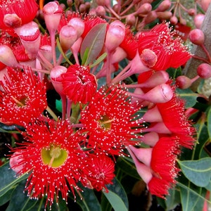 Red Eucalyptus, Hummingbird Tree, 10 seeds, Corymbia ficifolia, fragrant foliage, drought tolerant, fast grower zones 9 to 11, showy blooms