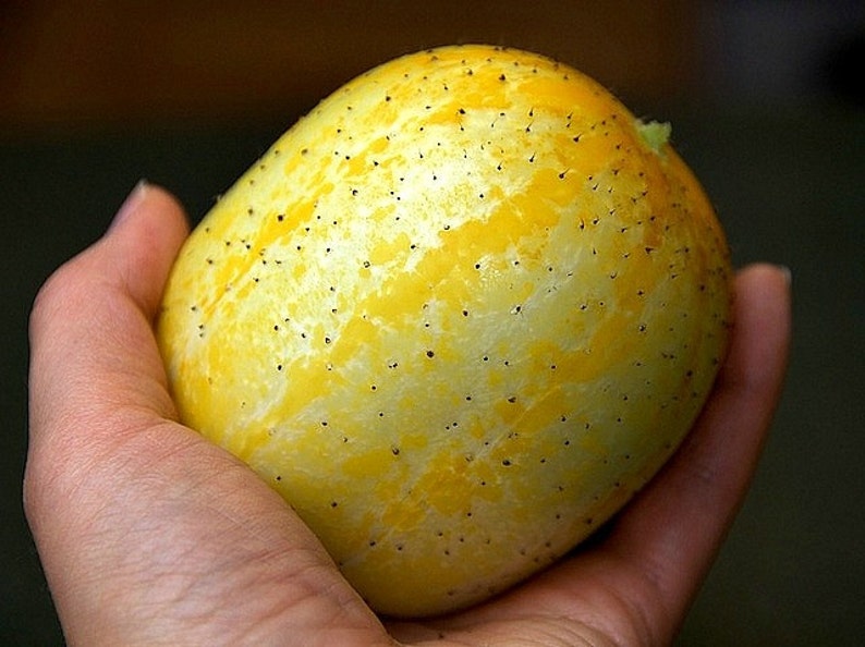 Огурец-лимон хрустальное яблоко. Огурец лимон семена. Лимонный огурец фото. Редкие семена огурец-лимон. Семена огурец лимон хрустальное яблоко
