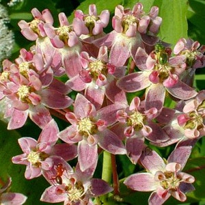 Asclepias sullivantii, Prairie Milkweed, Smooth Milkweed, 10 seeds, fragrant pink blooms, hardy zones 4 to 7, endangered, great cut flower image 5