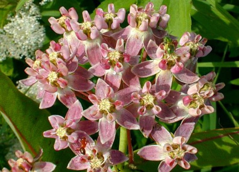 Asclepias sullivantii, asclépiade des prairies, asclépiade commune, 10 graines, fleurs roses parfumées, zones rustiques 4 à 7, en voie de disparition, grande fleur coupée image 5