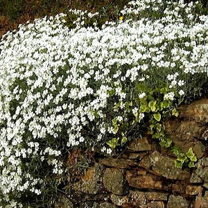 May include: A close-up of a white flowering plant growing along a stone wall. The plant has small, delicate white flowers and green leaves. The stone wall is made of rough, brown stones.