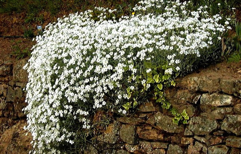 May include: A close-up of a white flowering plant growing along a stone wall. The plant has small, delicate white flowers and green leaves. The stone wall is made of rough, brown stones.