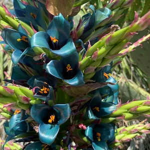 Puya alpestris, Sapphire Tower, giant bromeliad, 15 rare seeds, vibrant turquoise blooms, electric blue, drought tolerant, desert garden