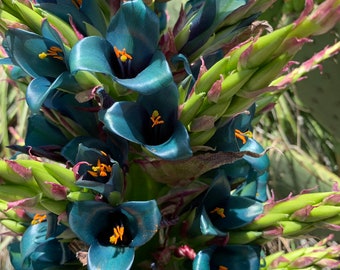 Puya alpestris, tour saphir, broméliacée géante, 15 graines rares, fleurs turquoises éclatantes, bleu électrique, tolérant à la sécheresse, jardin désertique