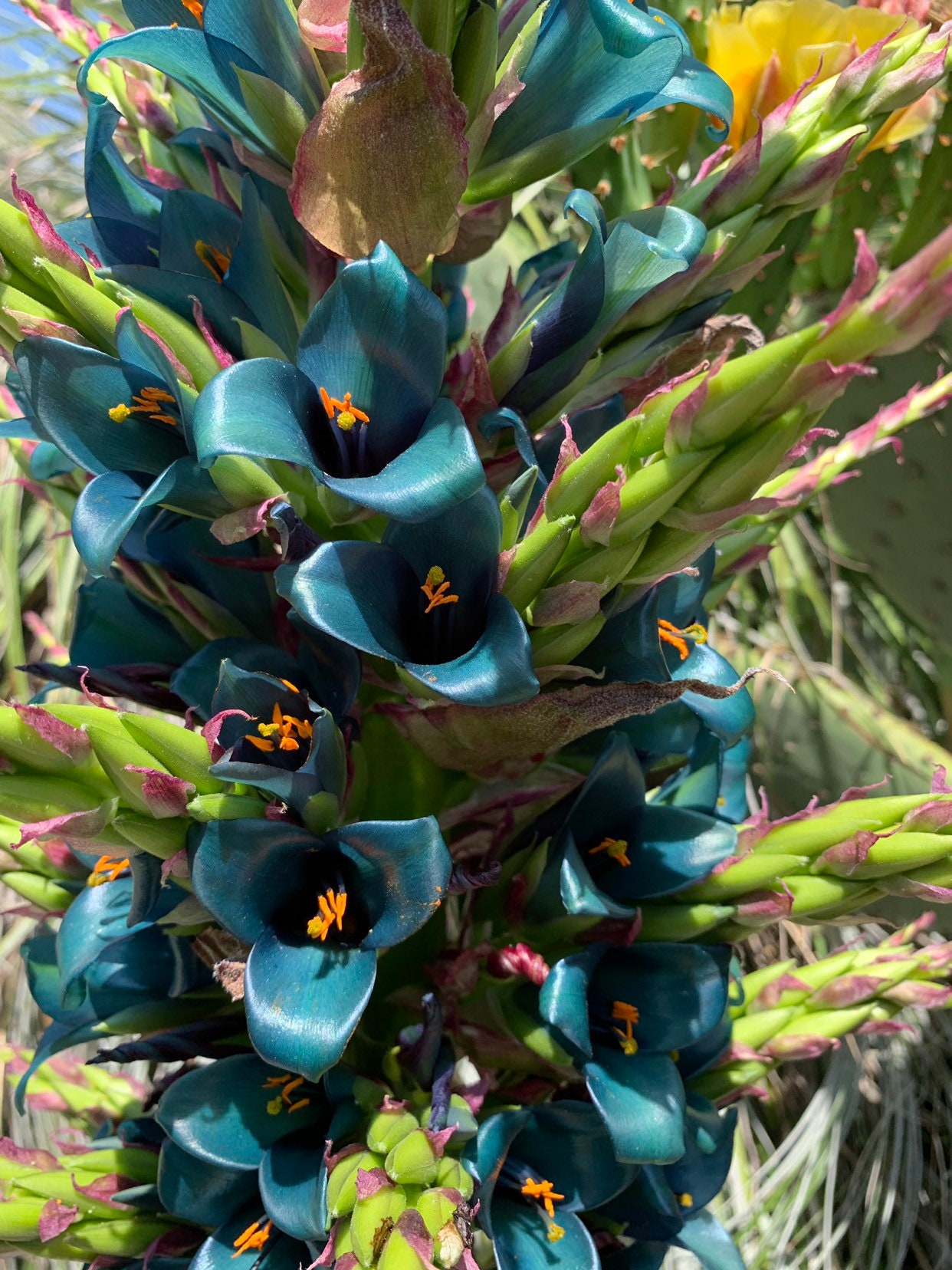 Puya alpestris Torre de zafiro bromelia gigante 15 semillas - Etsy España