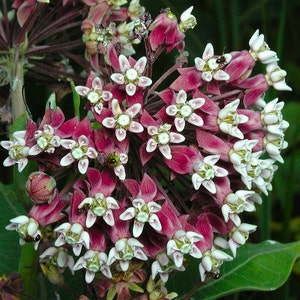 Asclepias syriaca, Common Milkweed, 50 seeds, gorgeous wildflower, fat pink blooms, butterflies,  hardy in all zones, drought tolerant