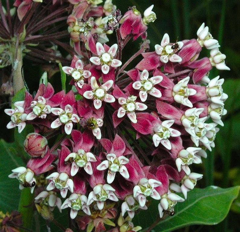 Asclepias syriaca, Common Milkweed, 50 seeds, gorgeous wildflower, fat pink blooms, butterflies, hardy in all zones, drought tolerant image 1