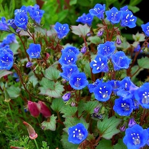 Desert Bluebells, Phacelia campanularia, 500 seeds, electric blue wildflower, any zone 3 to 10, great ground cover, desert charmer image 3