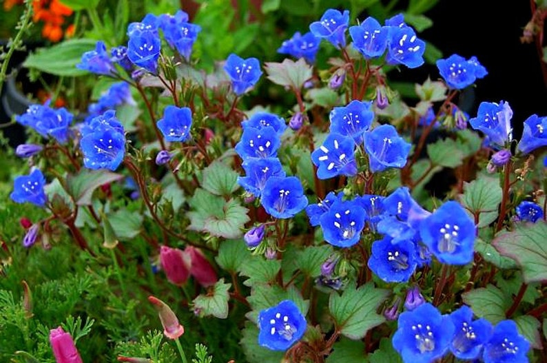 Desert Bluebells, Phacelia campanularia, 500 seeds, electric blue wildflower, any zone 3 to 10, great ground cover, desert charmer image 3