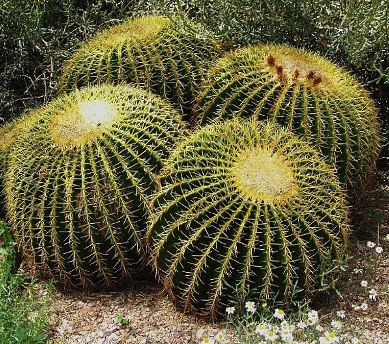 golden barrel cactus golden barrel cactus