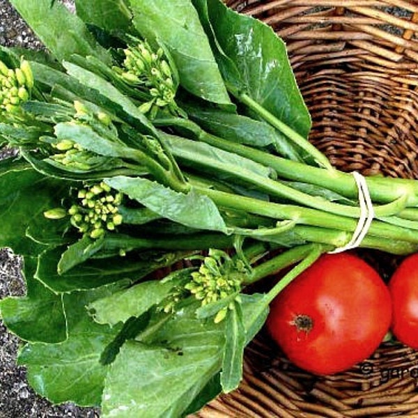 Chinese Broccoli, Kai-lan, Chinese Kale, 100 seeds, tasty greens, plant in fall, winter garden, stir fry, Asian heirloom