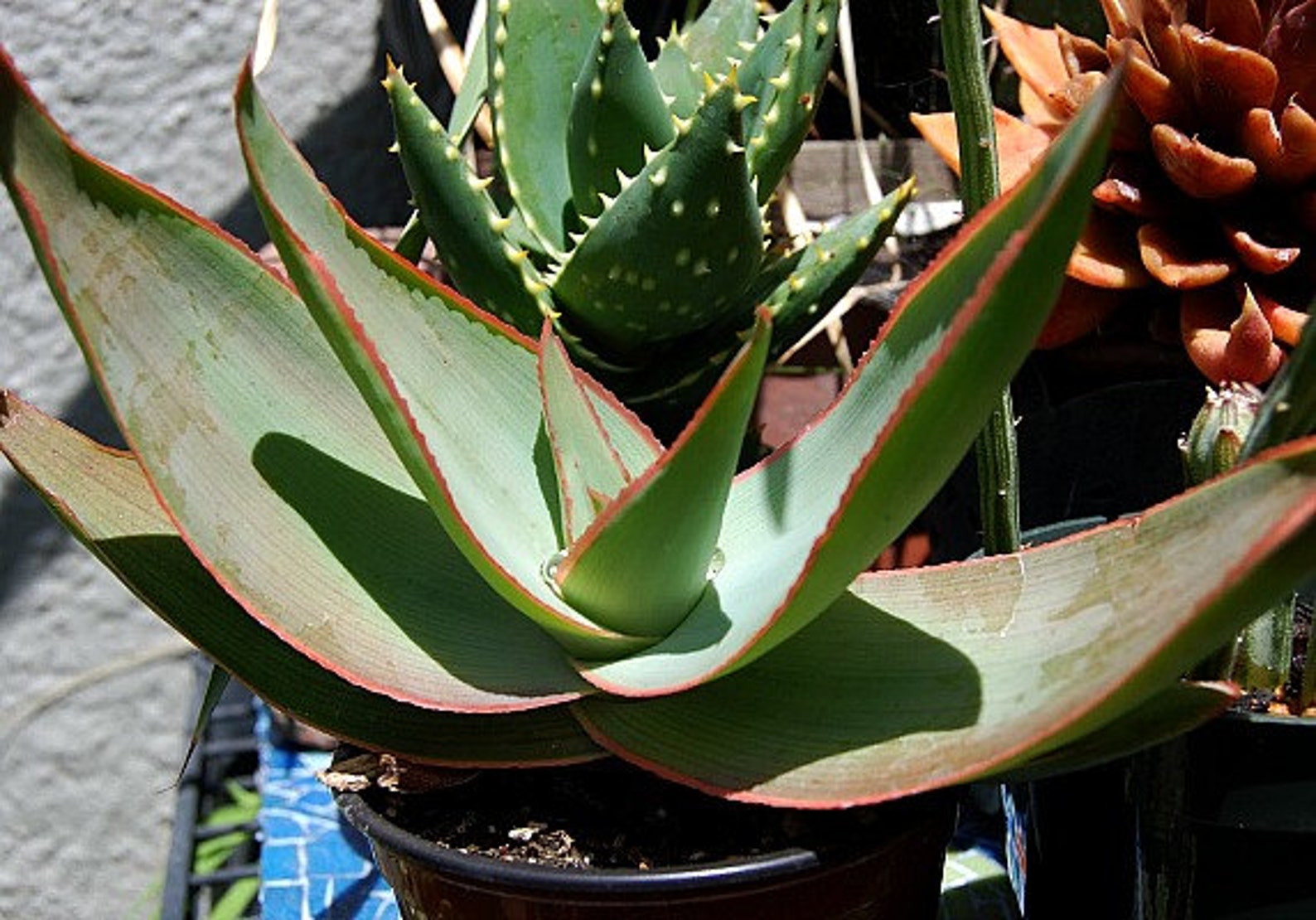 Aloe ferox genus britannica opinioni pianta hutan penyakit tanaman menyembuhkan controindicazioni