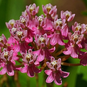 Asclepias incarnata, Swamp Milkweed, 25 seeds, pink butterfly weed, Monarch host, perennial in all zones, likes moist soil image 1