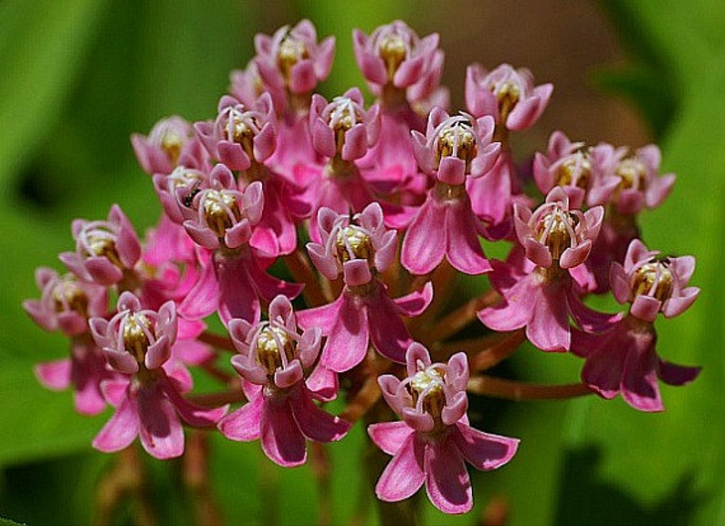 Asclepias incarnata, Swamp Milkweed, 25 seeds, pink butterfly weed, Monarch host, perennial in all zones, likes moist soil image 1