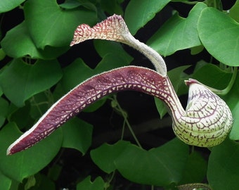 Aristolochia ringens, Gaping Pipevine Seeds, happy in full sun to partial shade, 10 seeds