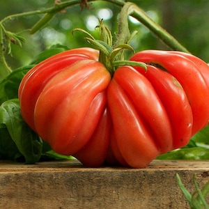 Zapotec ruffled tomato, rare Mexican heirloom, 10 seeds, loves dry heat, sweet flavor, scalloped slices, drought tolerant image 6