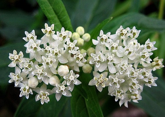 15+ Ice Ballet Milkweed Plant