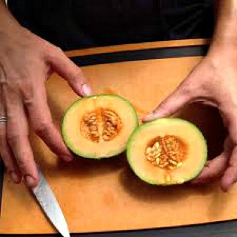 Melon ancien Midget du Minnesota, 10 graines, fruit super sucré, sans OGM, vignes compactes, mûrit tôt, courte saison, jardin en pot image 3