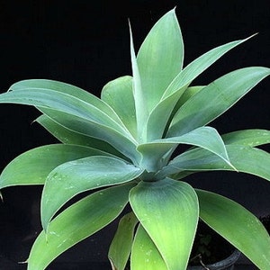 Pu&ograve; includere: Primo piano di una pianta di agave verde con foglie lunghe e appuntite. La pianta &egrave; in un vaso e sta crescendo in un ambiente buio.