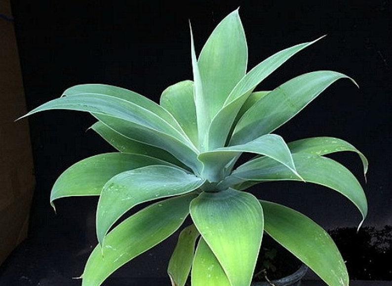 Pu&ograve; includere: Primo piano di una pianta di agave verde con foglie lunghe e appuntite. La pianta &egrave; in un vaso e sta crescendo in un ambiente buio.