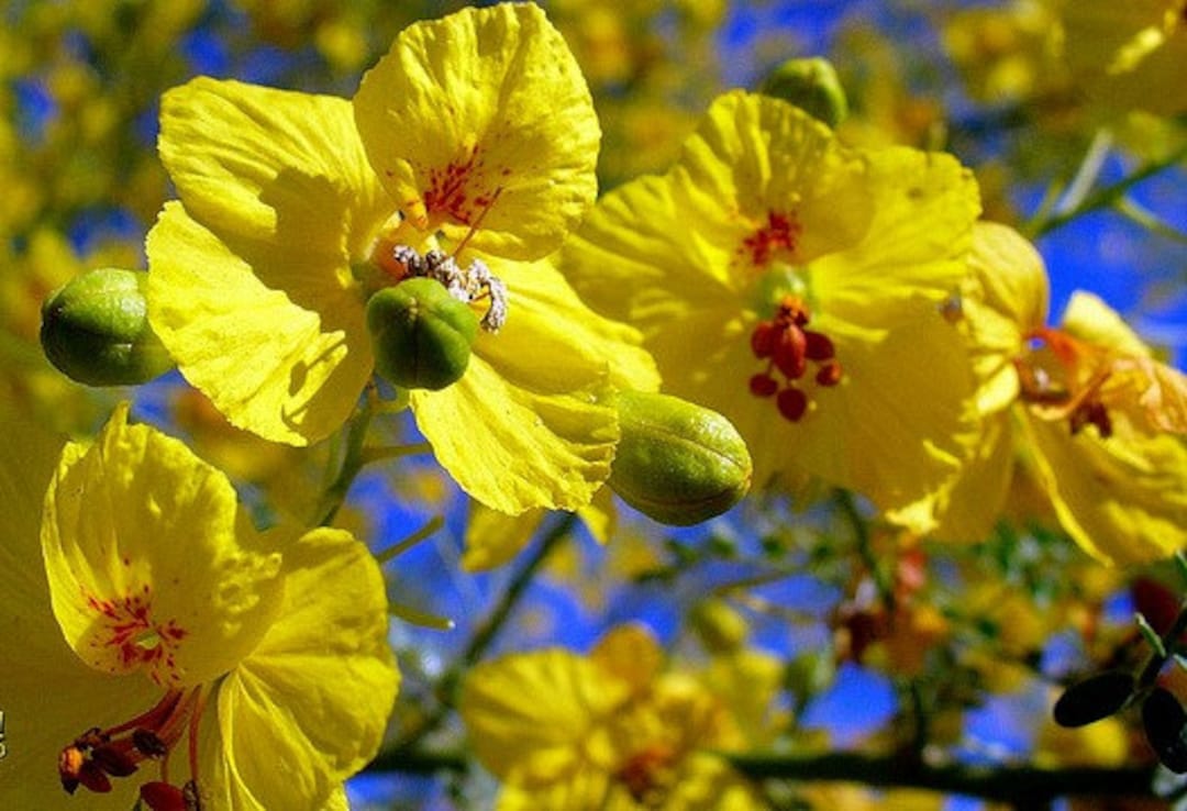 Palo Verde Tree, Cercidium Floridium, Showy Tree, Yellow Desert Bloomer