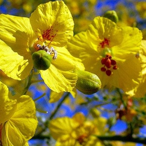 Palo Verde Tree, Cercidium floridium, showy tree, yellow desert bloomer, 10 seeds, loves extreme heat, drought tolerant, xeriscape beauty