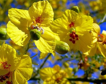 Palo Verde Tree, Cercidium floridium, showy tree, yellow desert bloomer, 10 seeds, loves extreme heat, drought tolerant, xeriscape beauty