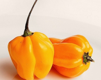 Trinidad Perfume, sweet chili pepper, fruity flavor, no heat, 10 seeds, Habanero fragrance, productive plants, makes sweet salsa