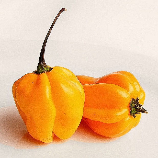 Sweet Pepper ''Habanada'' Heatless Habanero ~20 Top Quality Seeds EXTREMELY RARE Sweet Pepper ''Habanada'' Heatless Habanero ~20 Top Quality Seeds EXTREMELY RARE