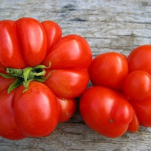 May include: Two red tomatoes, one large and one small. The large tomato has a unique, bumpy, and irregular shape. The smaller tomato is rounder and has a smooth surface.