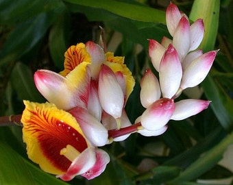 Kat Ginger, Alpinia katsumadai, 5 rare seeds, Thai spice, tasty roots, partial shade, zones 8 to 10, showy blooms