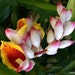 see more listings in the Exotic Plants section