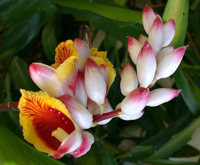 Kat Ginger, Alpinia katsumadai, 5 rare seeds, Thai spice, tasty roots, partial shade, zones 8 to 10, showy blooms image 1