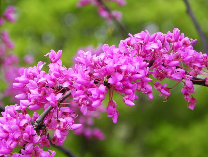 Western Redbud Tree Cercis occidentalis 10 seeds showy Etsy