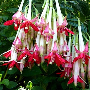 Fuchsia boliviana alba, White Bolivian Fuchsia, 10 rare seeds, shrubby tree, misty cool zones, houseplant, sweet fruits, elegant blooms image 1