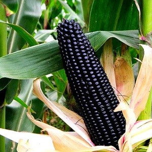 Aztec Black Corn, ancient heirloom, 20 seeds non GMO, early plants, black flint corn, blue corn meal, gorgeous