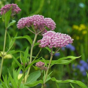 Asclepias incarnata, Swamp Milkweed, 25 seeds, pink butterfly weed, Monarch host, perennial in all zones, likes moist soil image 4