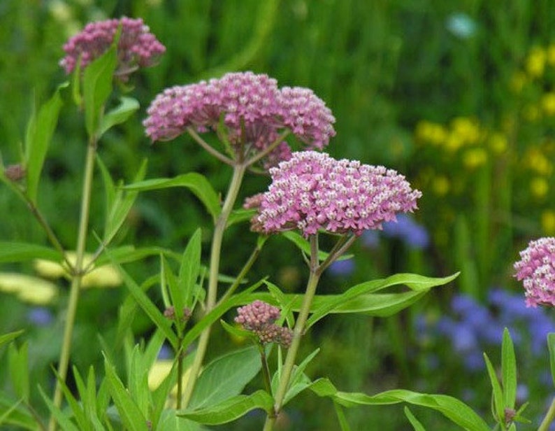 Asclepias incarnata, Swamp Milkweed, 25 seeds, pink butterfly weed, Monarch host, perennial in all zones, likes moist soil image 4