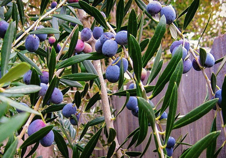 Non Fruiting Olive Trees / Dwarf Olive Shrub - Olea europaea 'Montra' | shrub | 6'-8 ... / It's one of the more cold.