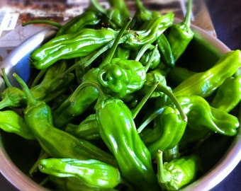 Shishito Pepper, 10 seeds, Japanese Heirloom, Roulette Pepper, mostly mild, popular appetizer